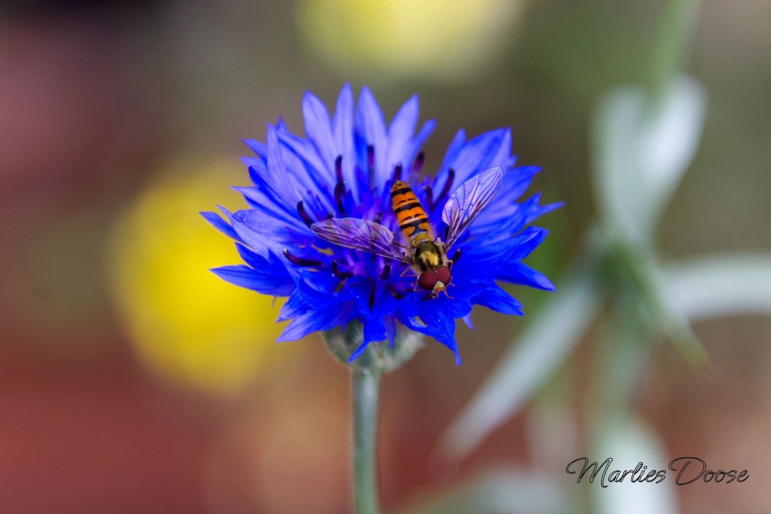 schwebfliege auf kornblume small