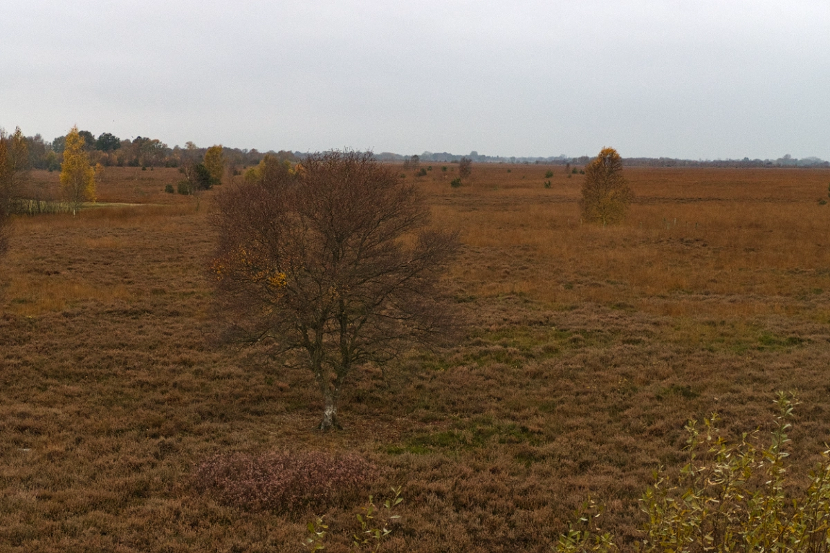 kranich17halb
