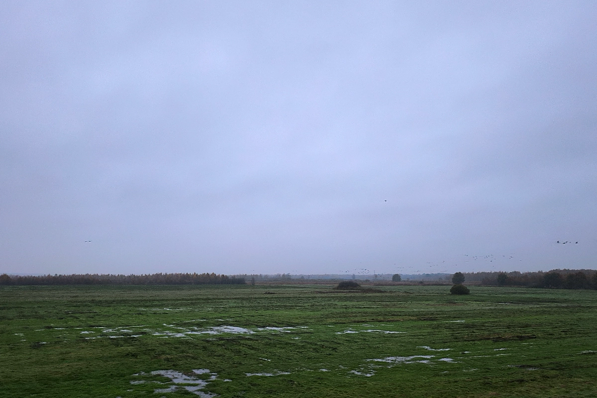 kranich26halb