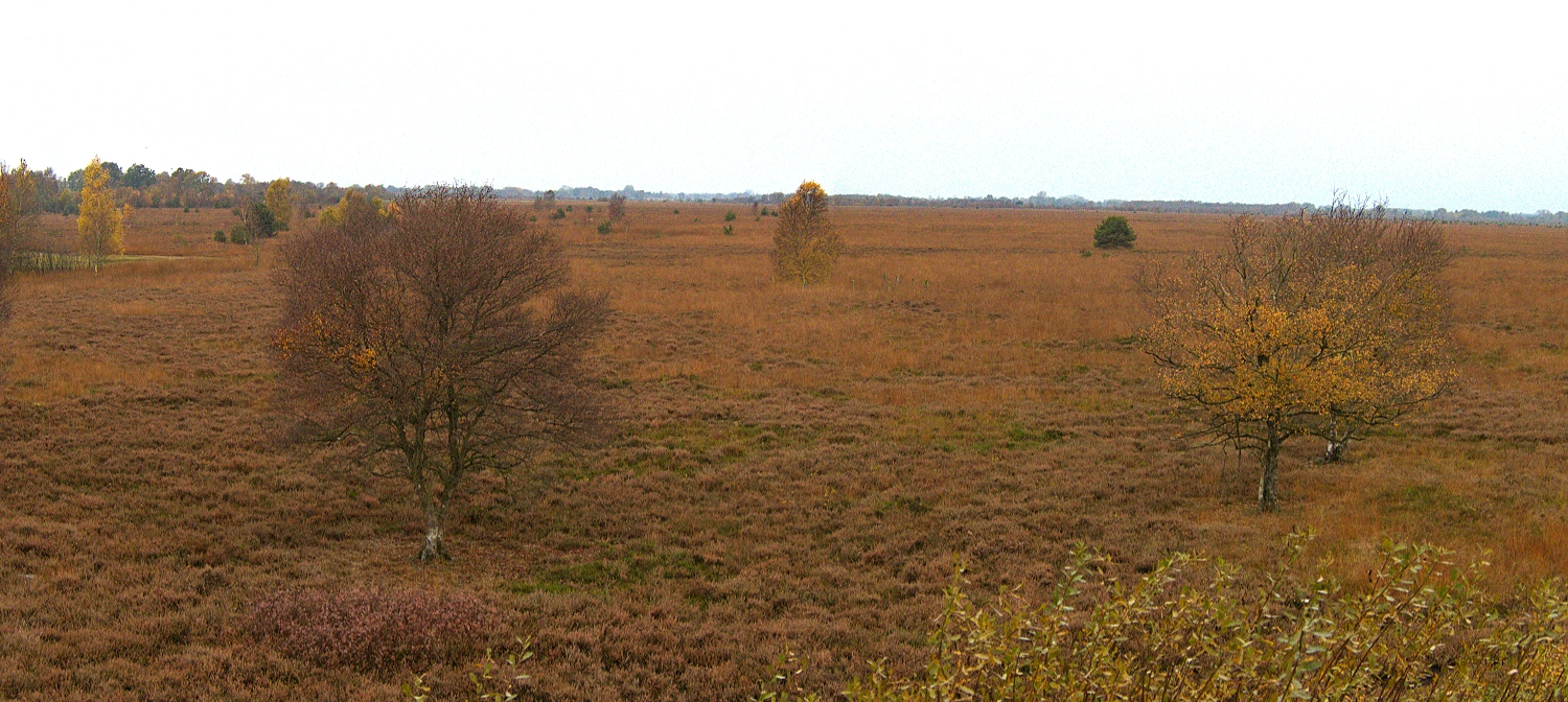 kranichpanorama01small