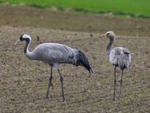 walsrode kategorie