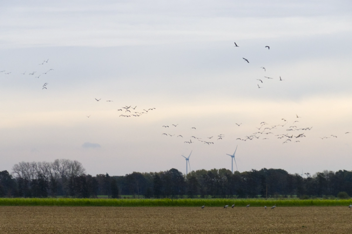 kranich05halb