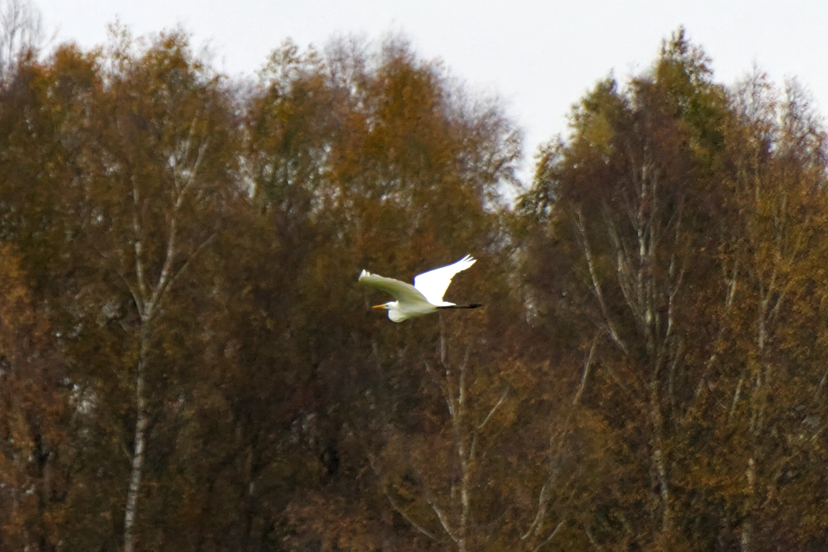 reiher01halb