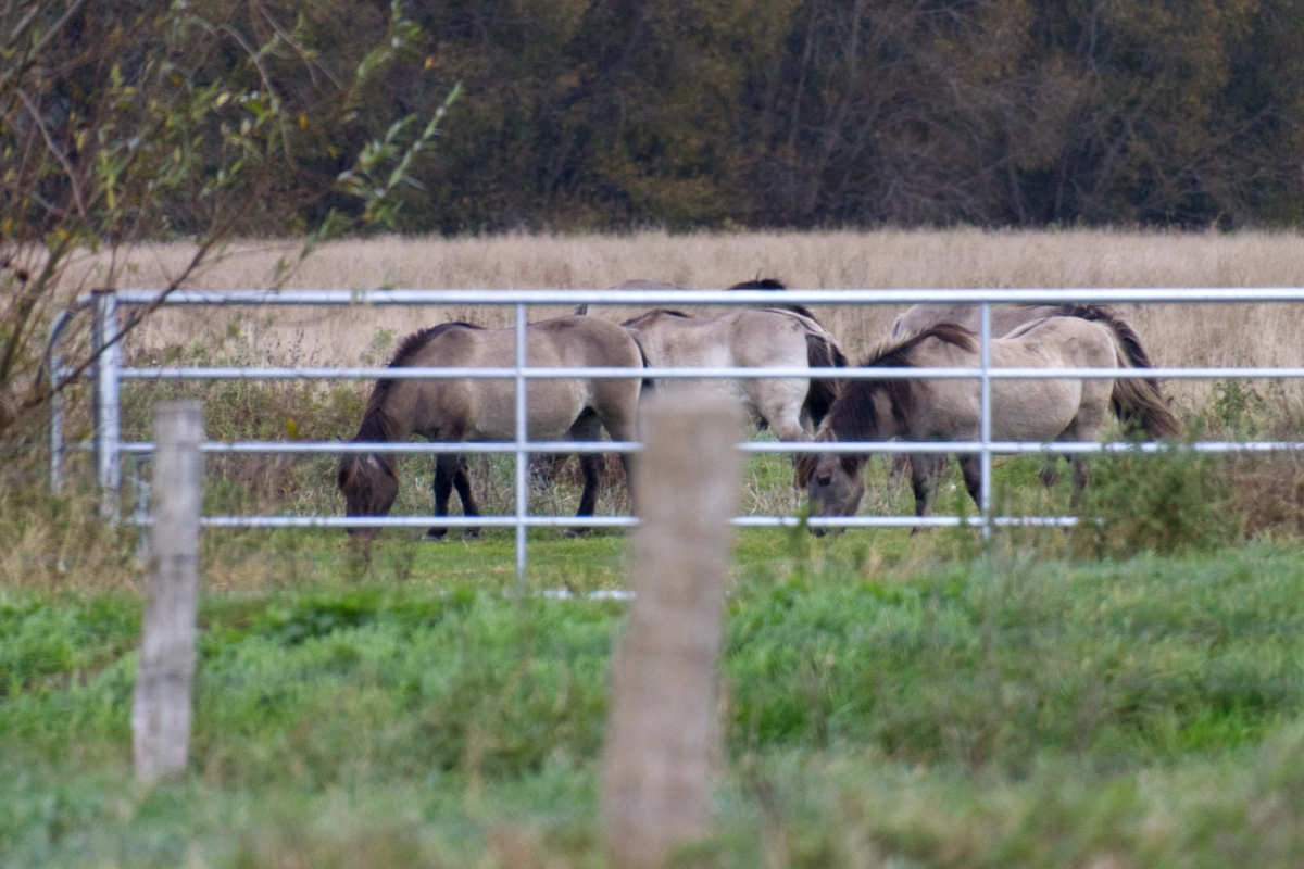 wildpferde01halb