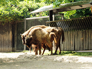 zoo01small