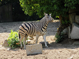 zoo01small